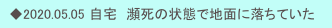 　◆2020.05.05 自宅　瀕死の状態で地面に落ちていた