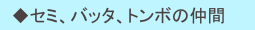 　◆セミ、バッタ、トンボの仲間