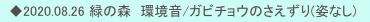 　◆2020.08.26 緑の森　環境音/ガビチョウのさえずり(姿なし)