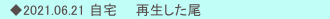 　◆2021.06.21 自宅　　再生した尾