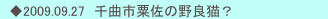　◆2009.09.27　千曲市粟佐の野良猫？
