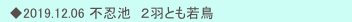 　◆2019.12.06 不忍池　２羽とも若鳥