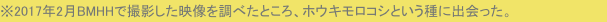 ※2017年2月BMHHで撮影した映像を調べたところ、ホウキモロコシという種に出会った。