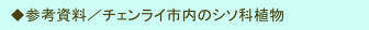 　◆参考資料／チェンライ市内のシソ科植物