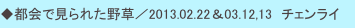 ◆都会で見られた野草／2013.02.22＆03.12,13　チェンライ