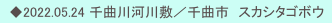 　◆2022.05.24 千曲川河川敷／千曲市　スカシタゴボウ