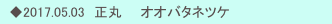 　◆2017.05.03　正丸　　オオバタネツケ