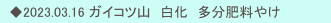 　◆2023.03.16 ガイコツ山　白化　多分肥料やけ