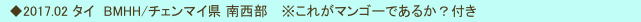　◆2017.02 タイ　BMHH/チェンマイ県 南西部 　※これがマンゴーであるか？付き