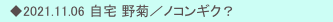 　◆2021.11.06 自宅 野菊／ノコンギク？