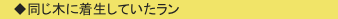 　◆同じ木に着生していたラン