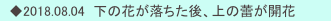　◆2018.08.04  下の花が落ちた後、上の蕾が開花