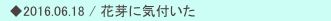 　◆2016.06.18 / 花芽に気付いた