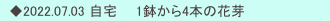 　◆2022.07.03 自宅　　1鉢から4本の花芽