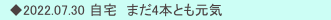 　◆2022.07.30 自宅　まだ4本とも元気
