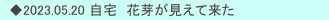 　◆2023.05.20 自宅　花芽が見えて来た