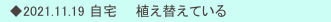 　◆2021.11.19 自宅　　植え替えている