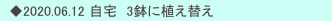 　◆2020.06.12 自宅　3鉢に植え替え