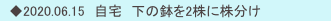 　◆2020.06.15　自宅　下の鉢を2株に株分け