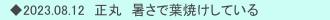 　◆2023.08.12　正丸　暑さで葉焼けしている