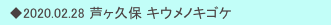 　◆2020.02.28 芦ヶ久保 キウメノキゴケ　