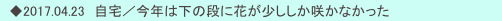 　◆2017.04.23　自宅／今年は下の段に花が少ししか咲かなかった