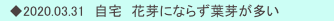 　◆2020.03.31　自宅　花芽にならず葉芽が多い
