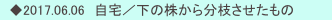 　◆2017.06.06　自宅／下の株から分枝させたもの