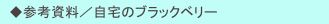 　◆参考資料／自宅のブラックベリー