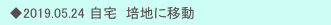 　◆2019.05.24 自宅  培地に移動