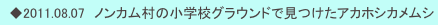 　◆2011.08.07　ノンカム村の小学校グラウンドで見つけたアカホシカメムシ