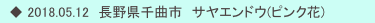　◆ 2018.05.12　長野県千曲市　サヤエンドウ(ピンク花)