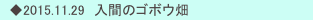 　◆2015.11.29　入間のゴボウ畑