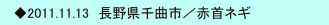  　◆2011.11.13　長野県千曲市／赤首ネギ