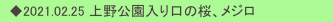 　◆2021.02.25 上野公園入り口の桜、メジロ