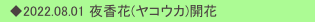 　◆2022.08.01 夜香花(ヤコウカ)開花