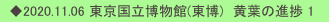 　◆2020.11.06 東京国立博物館(東博)　黄葉の進捗 1
